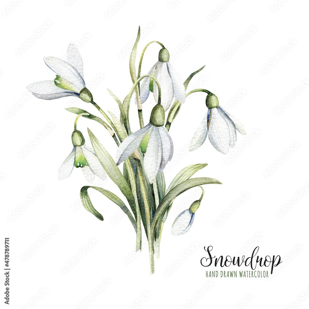 A bouquet of snowdrop flowers. The very first flowers in spring. Illustration isolated on white background for your design