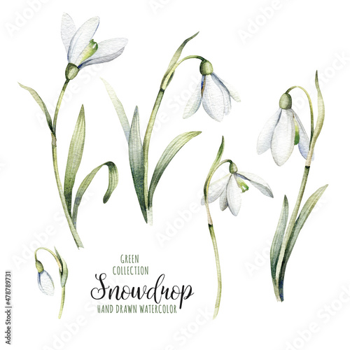 Collection of watercolor botanical flowers. Delicate flowers of snowdrops for your design photo