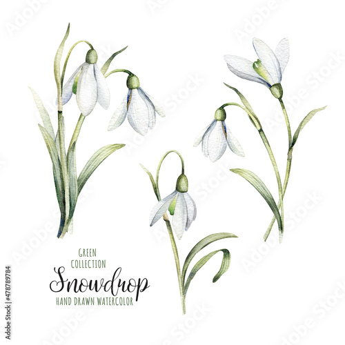 Collection of watercolor botanical flowers. Delicate flowers of snowdrops for your design