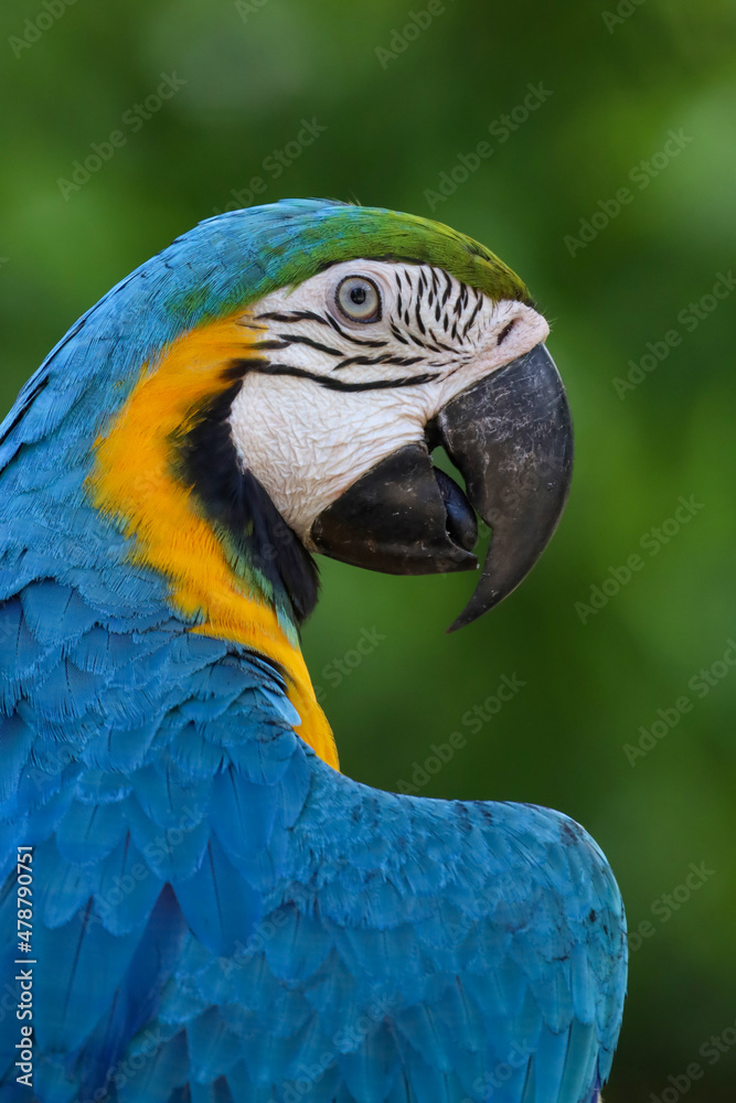 Close up head the Blue and yellow macaw parrot bird in garden Close up head the Blue and yellow macaw parrot bird in garden