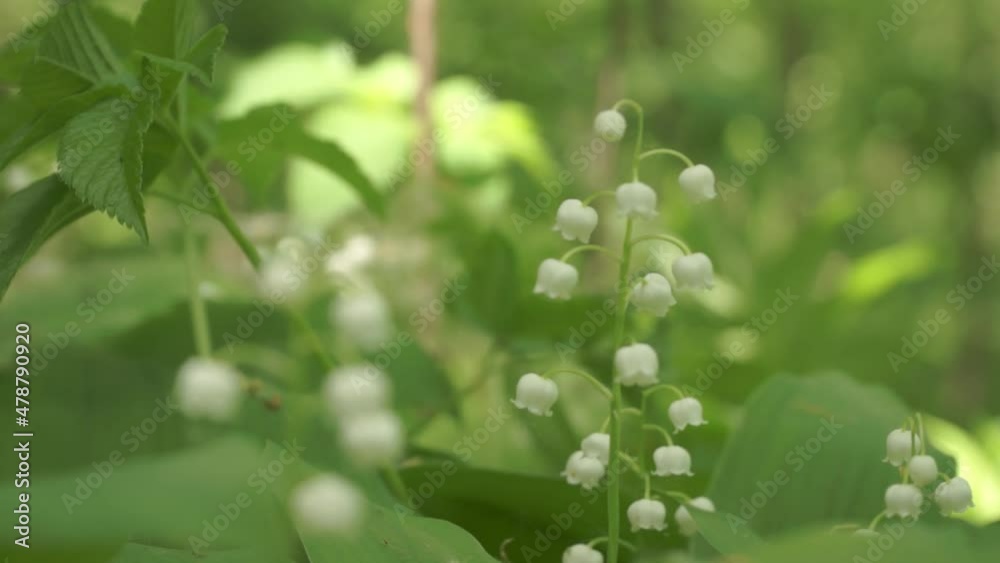 Lily of the valley close-up. Spring. Fresh beautiful Convallaria majalis Lily of the Valley in the garden. Medicinal plant, rare plant. Aroma flowers closeup.