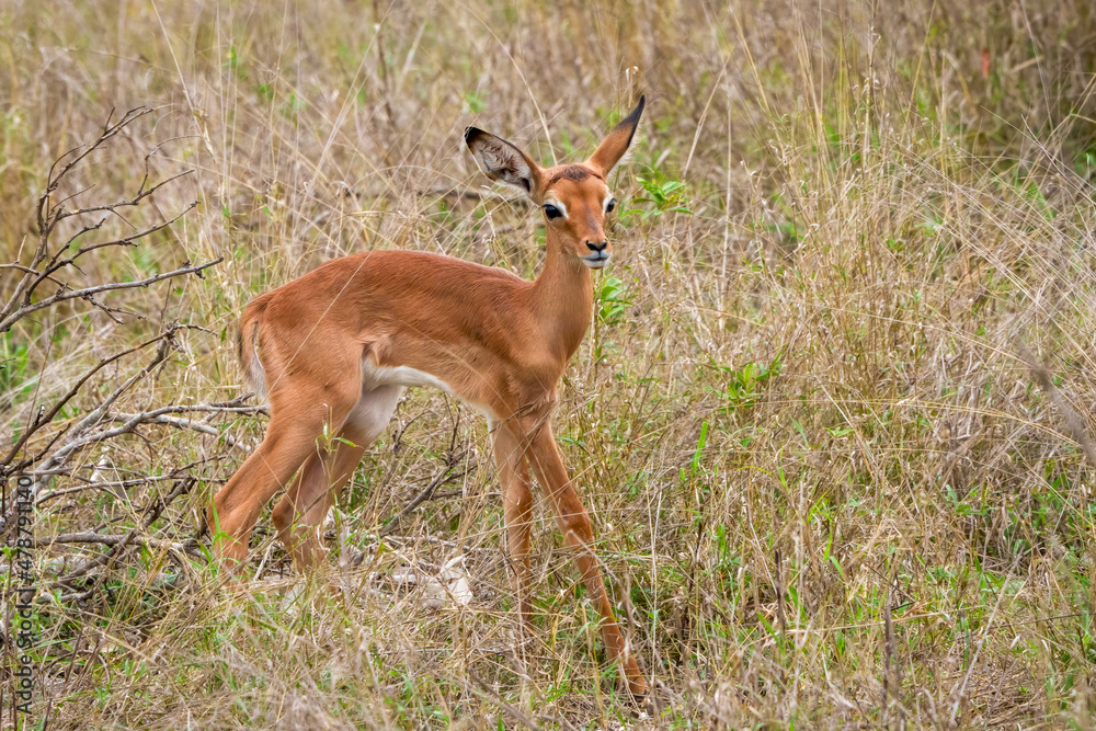 Impala (Aepyceros melampus) lamb (fawn). Mpumalanga. South Africa. Impala (Aepyceros melampus) lamb (fawn). Mpumalanga. South Africa.