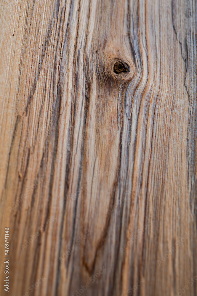 Fresh wood log texture background. European ash, Fraxinus excelsior Fresh wood log texture background. European ash, Fraxinus excelsior