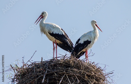 A pair of storks in the nest.