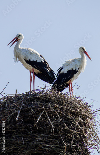 A pair of storks in the nest.