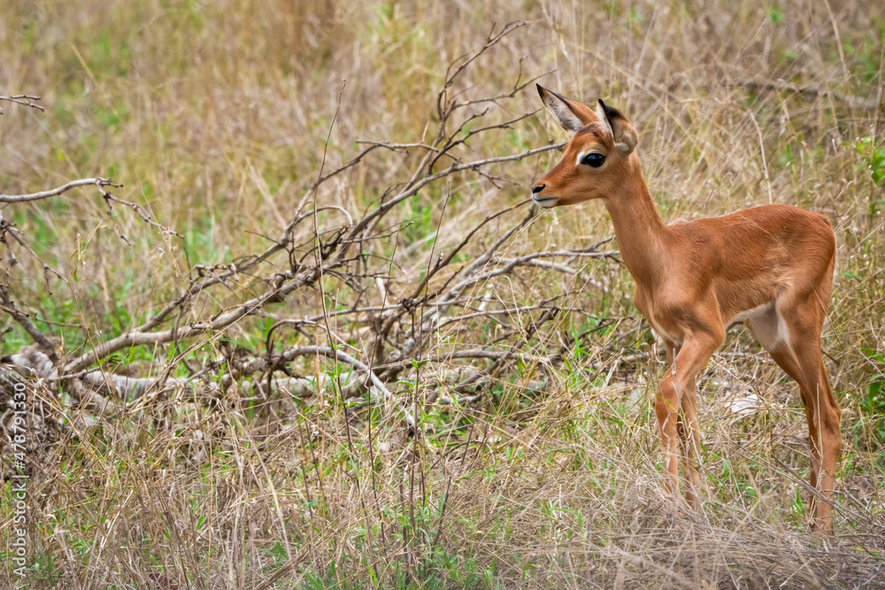 Impala (Aepyceros melampus) lamb (fawn). Mpumalanga. South Africa.