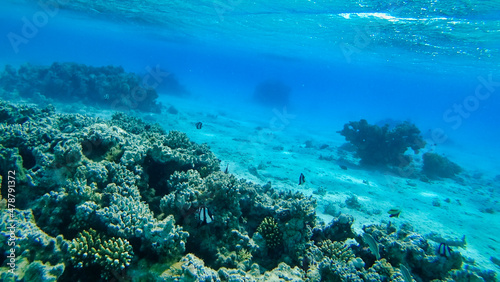 Corals and school of fish in the Red Sea. Egypt