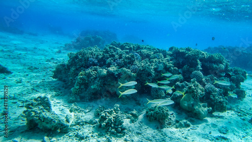 Fototapeta Naklejka Na Ścianę i Meble -  Corals and school of fish in the Red Sea. Egypt