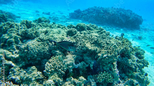Fototapeta Naklejka Na Ścianę i Meble -  Corals and Surgeon Fish in the Red Sea. Egypt