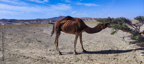 	 Wild camel eating tree in Wadi el Gemal National Park. Desert and blue sky. Egypt	