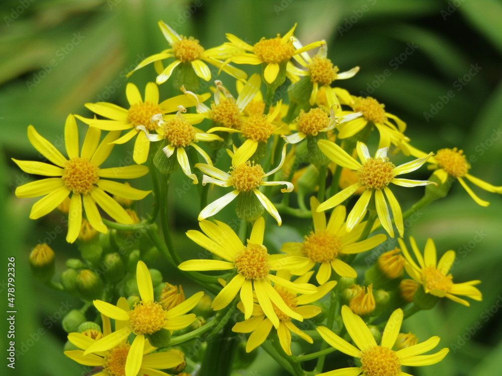 Yellow garden flowers Yellow garden flowers