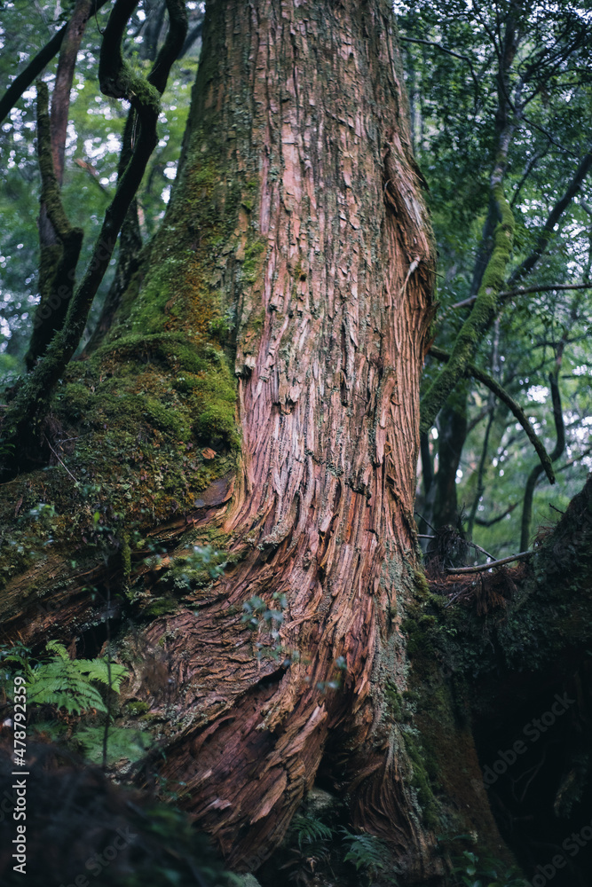 Fototapeta premium Winter Yaskuhima forest in Kyusyu Japan(World Heritage in Japan)