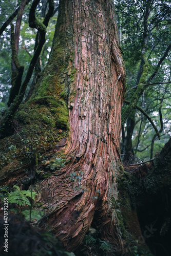 Winter Yaskuhima forest in Kyusyu Japan(World Heritage in Japan) © osero.