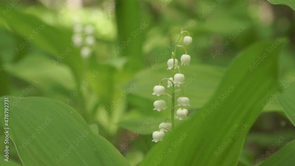 Lily of the valley close-up. Spring. Fresh beautiful Convallaria majalis Lily of the Valley in the garden. Medicinal plant, rare plant. Aroma flowers closeup. Lily of the valley close-up. Spring. Fresh beautiful Convallaria majalis Lily of the Valley in the garden. Medicinal plant, rare plant. Aroma flowers closeup.
