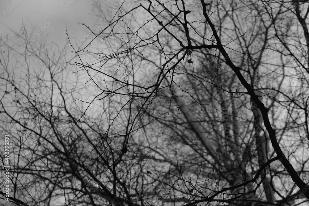 branch of tree silhouette on white background. black and white photo. branch of tree silhouette on white background. black and white photo.