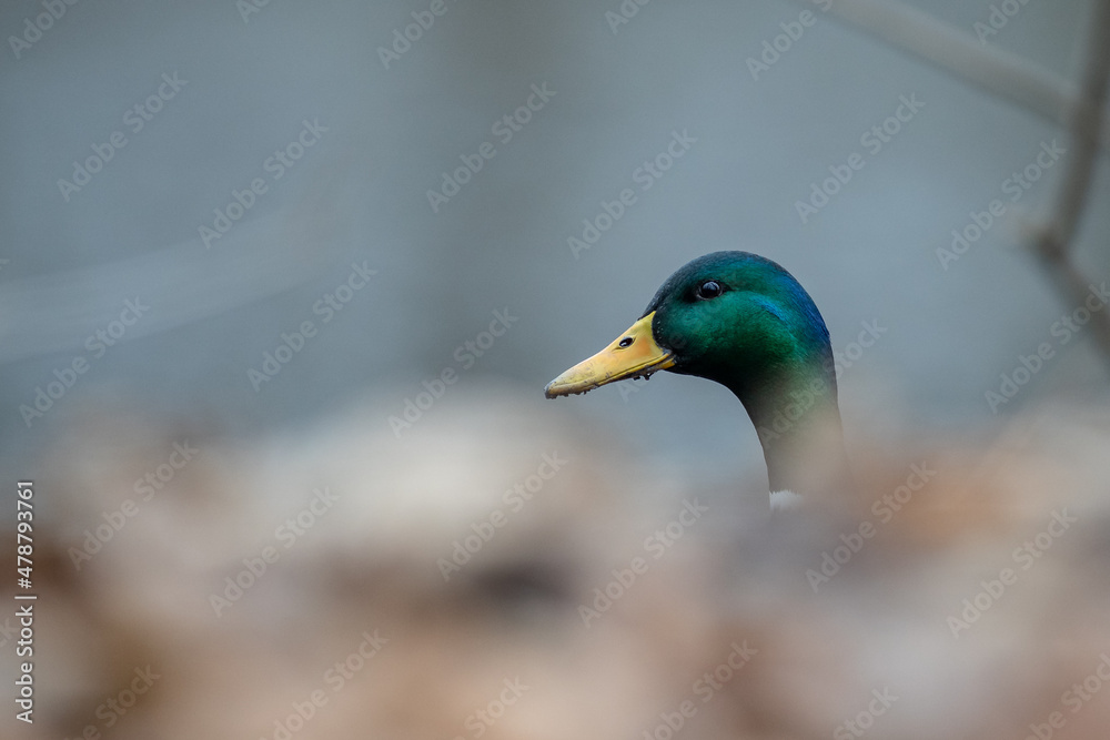 Fototapeta premium Stockenten an einem See