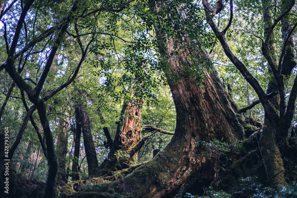 Fototapeta premium Winter Yaskuhima forest in Kyusyu Japan(World Heritage in Japan)