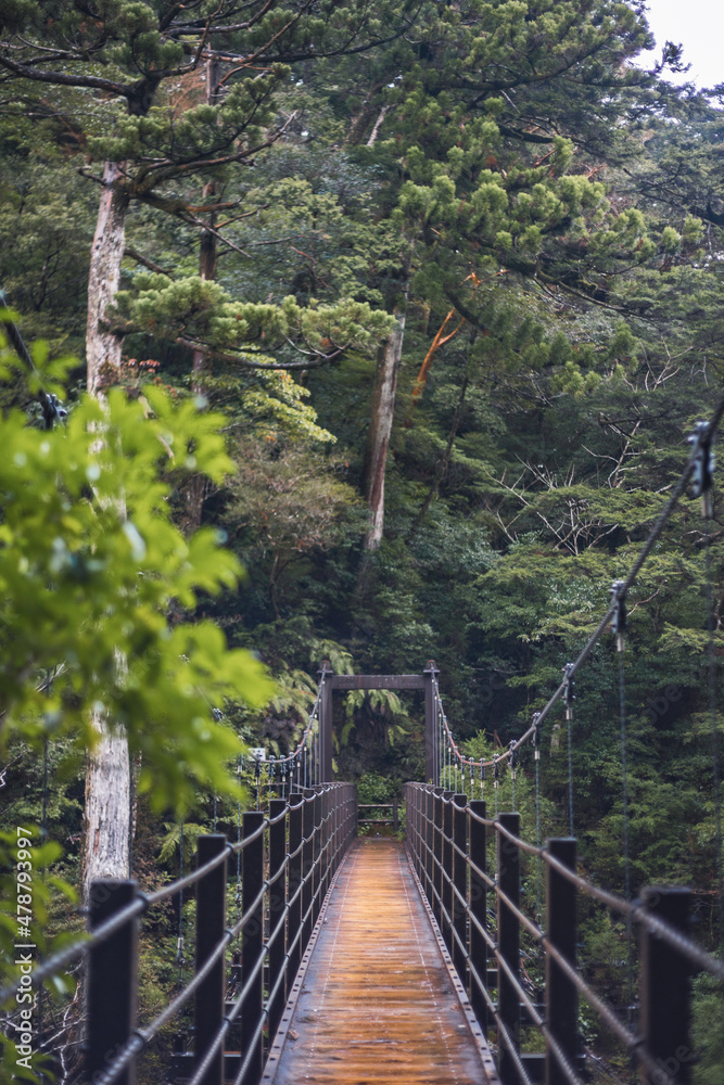 Fototapeta premium Winter Yaskuhima forest in Kyusyu Japan(World Heritage in Japan)