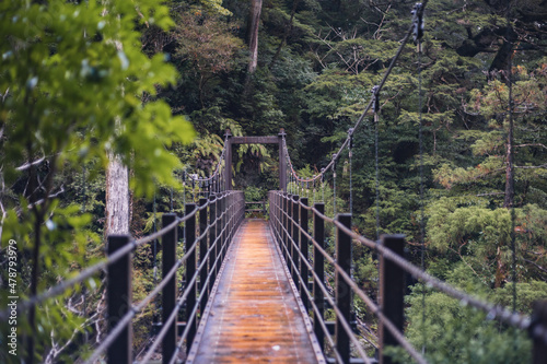 Winter Yaskuhima forest in Kyusyu Japan World Heritage in Japan 