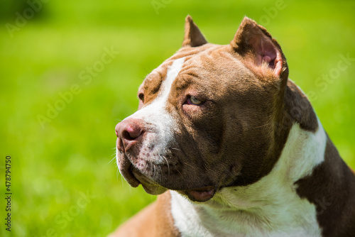 Chocolate color American Bully dog is on green grass