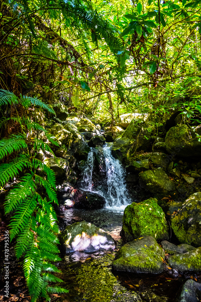 Fototapeta premium Madeira - Levada dos Cedros