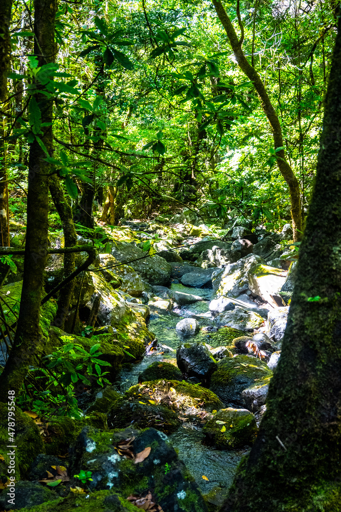 Fototapeta premium Madeira - Levada dos Cedros