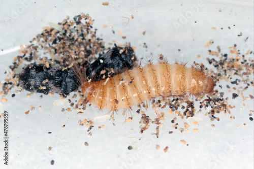 Eggs, beetles and larva of Trogoderma angustum from the family Dermestidae a skin beetles. It is a foreign species in Europe and a common pest in homes. photo