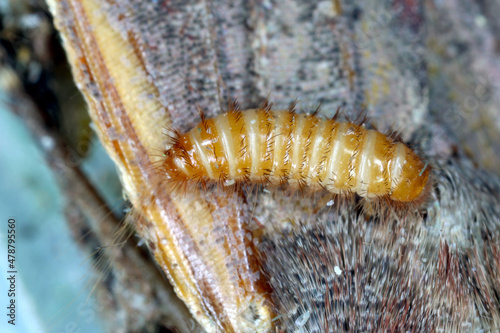 Larva of Trogoderma angustum on dead butterfly invasive species of dermatidae in Europe photo