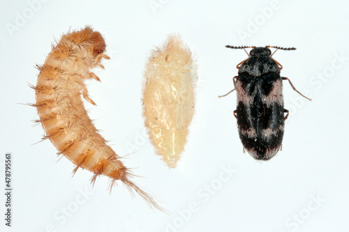 Beetle, pupa and larva of Trogoderma angustum from the family Dermestidae a skin beetles. It is a foreign species in Europe and a common pest in homes. photo