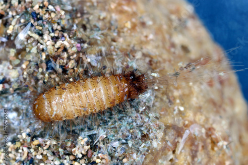 Larva of Trogoderma angustum on dead butterfly invasive species of dermatidae in Europe photo