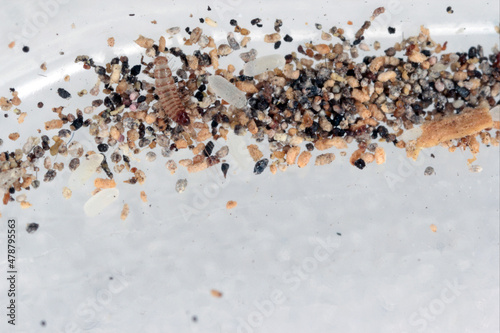 Eggs and young larvae of Trogoderma angustum from the family Dermestidae a skin beetles. It is a foreign species in Europe and a common pest in homes. photo