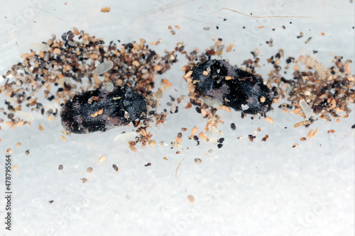 Eggs, beetles and young larvae of Trogoderma angustum from the family Dermestidae a skin beetles. It is a foreign species in Europe and a common pest in homes. photo