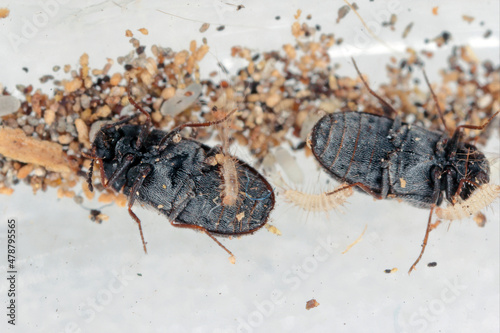 Eggs, beetles and young larvae of Trogoderma angustum from the family Dermestidae a skin beetles. It is a foreign species in Europe and a common pest in homes. photo
