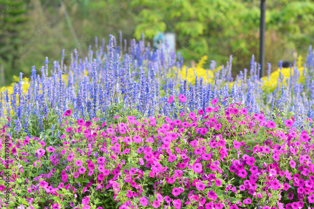 Obraz premium field of flowers