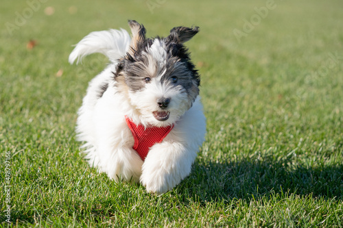 Adorable havanese puppy running on green grass