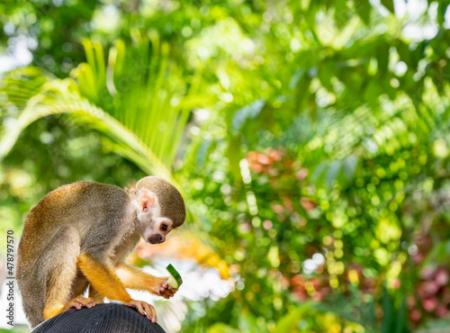 squirrel monkey in the park