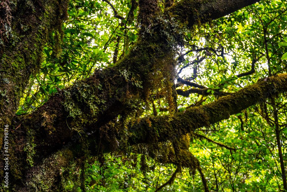 Fototapeta premium Madeira - Levada dos Cedros