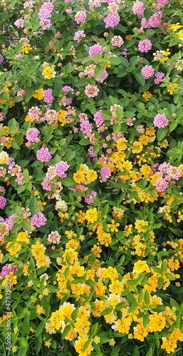 Weeping Lantana (White sage) grown in the garden. The flowers are small, yellow and pink inflorescences resembling umbrella spokes. has a green stench is not severe. (Lantana sellowiana Link.) 