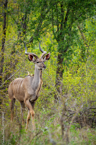 Greater kudu or kodoo  Tragelaphus strepsiceros  male. Mpumalanga. South Africa.