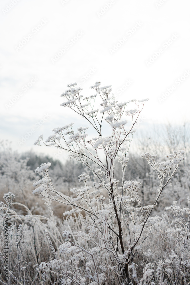 frozen field