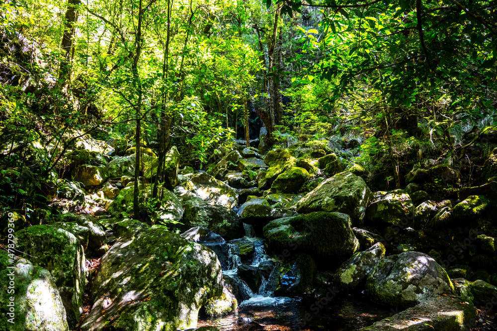 Madeira - Levada dos Cedros