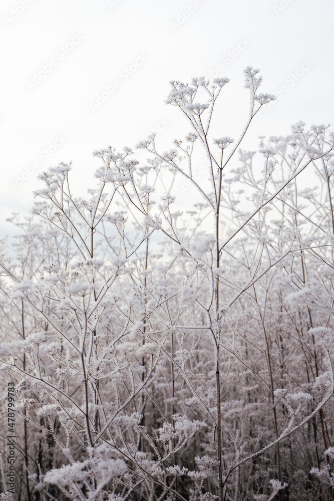 Fototapeta premium frozen nature close up