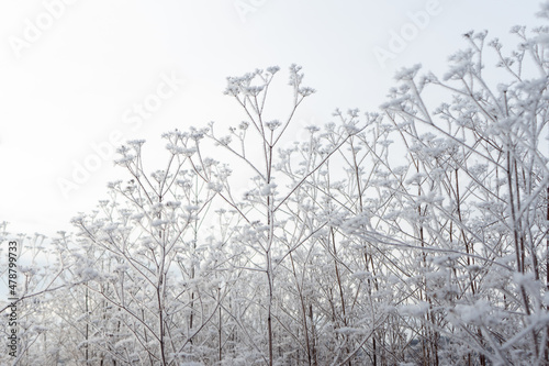frozen nature close up © Elika