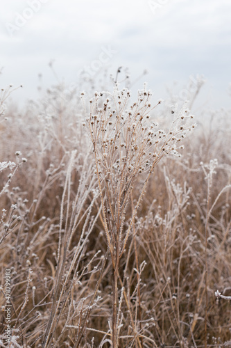 frozen meadow close up