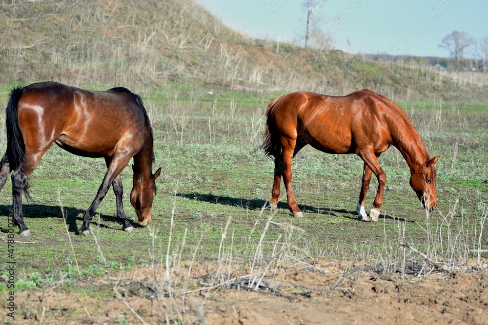 Horses graze on the farm in early spring Horses graze on the farm in early spring