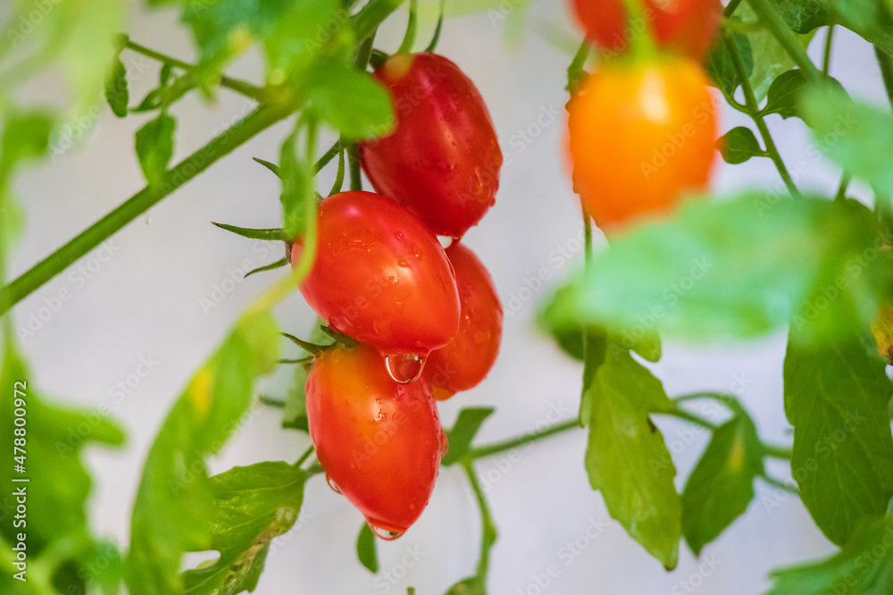 Fresh ripe red tomatoes plant growth in organic garden