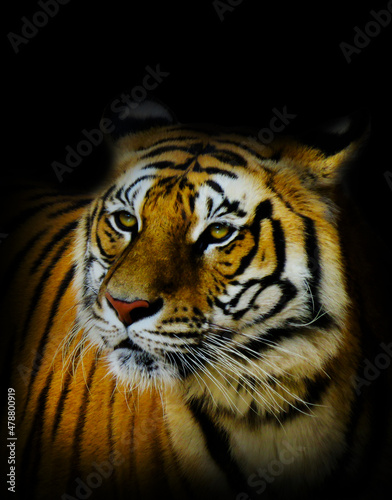 royal Bengal Tiger  portrait of a Bengal Tiger. Tiger closeup.