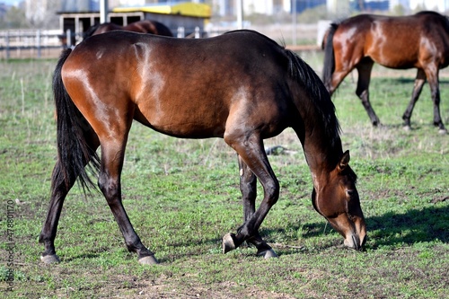 Horses graze on the farm in early spring 