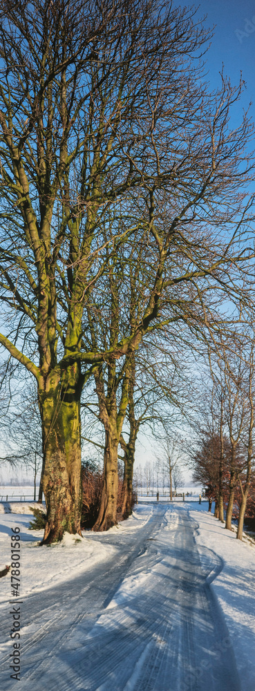 Winter in the Netherlands. Snow. Lane. Panorama. Chesnut trees. Haakswold Ruinerwold Meppel. Winter in the Netherlands. Snow. Lane. Panorama. Chesnut trees. Haakswold Ruinerwold Meppel.