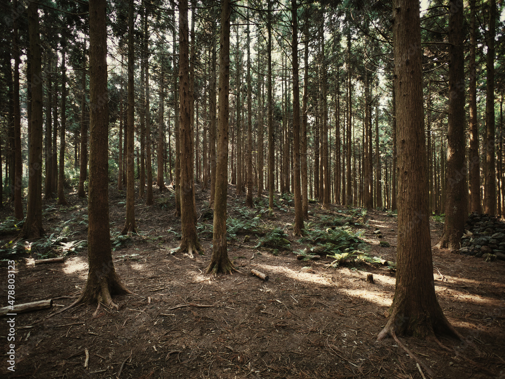 Fototapeta premium 사려니 숲길